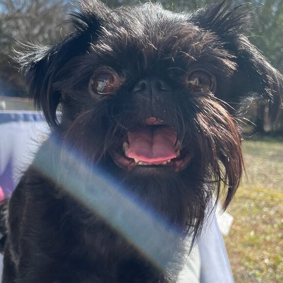 Meet your Posher, Emma - Picture 4 of 7